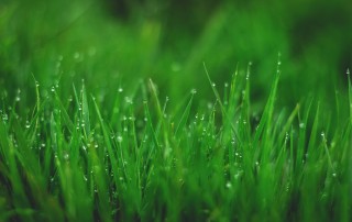 het gras is groener syndroom in daten